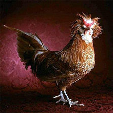 Схема вышивки «Петушок»