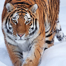 Схема вышивки «Амурский тигр»