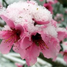 Схема вышивки «Весеннее цветение»