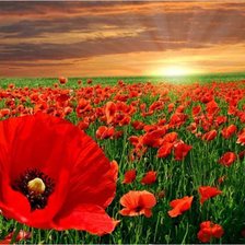 Схема вышивки «Маки»