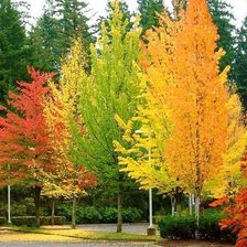 Схема вышивки «Золотая осень»