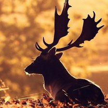 Схема вышивки «№785855»