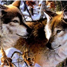 пара волков