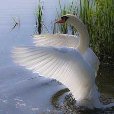 Схема вышивки «лебедь  белый»