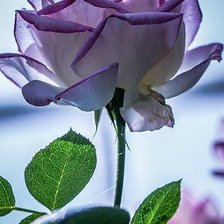 Схема вышивки «Роза»