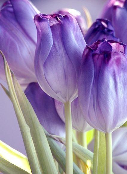 Тюльпаны - тюльпаны, цветы - оригинал