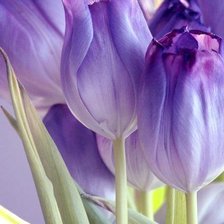 Схема вышивки «Тюльпаны»