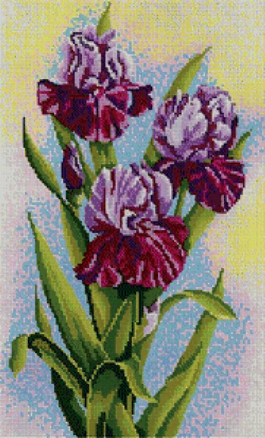 Ирис - ирис, цветы - предпросмотр