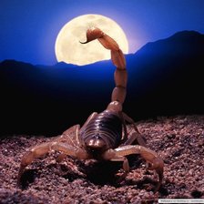 Схема вышивки «скорпион»