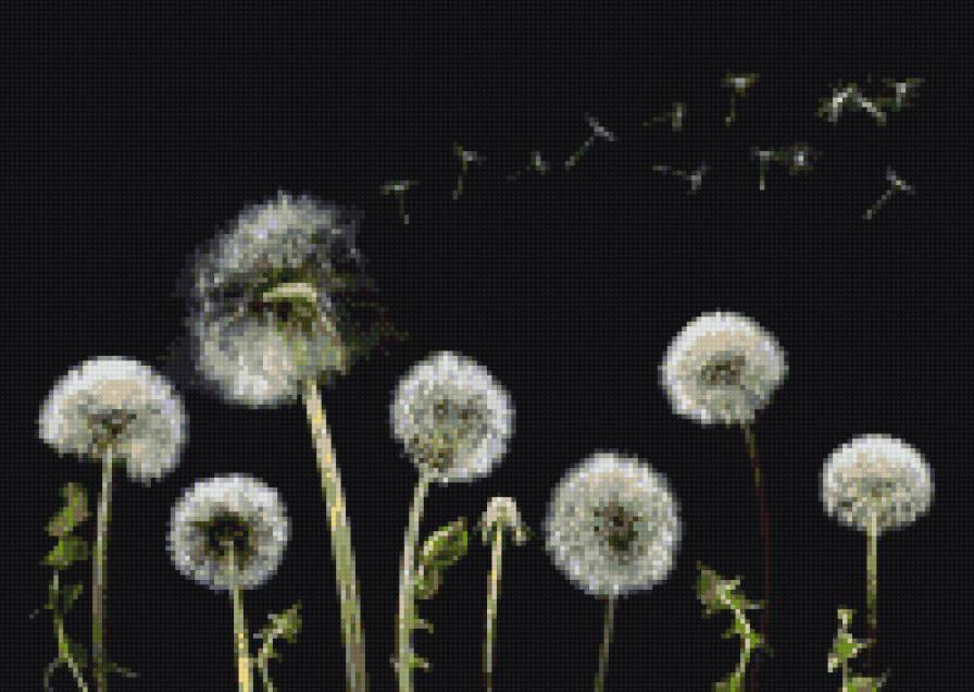 Одуваньчик - цветы - предпросмотр