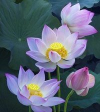 Схема вышивки «лотос»