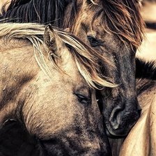 Схема вышивки «Пара»