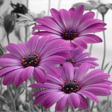 Схема вышивки «№787024»