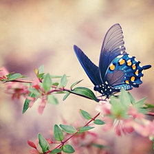 butterfly