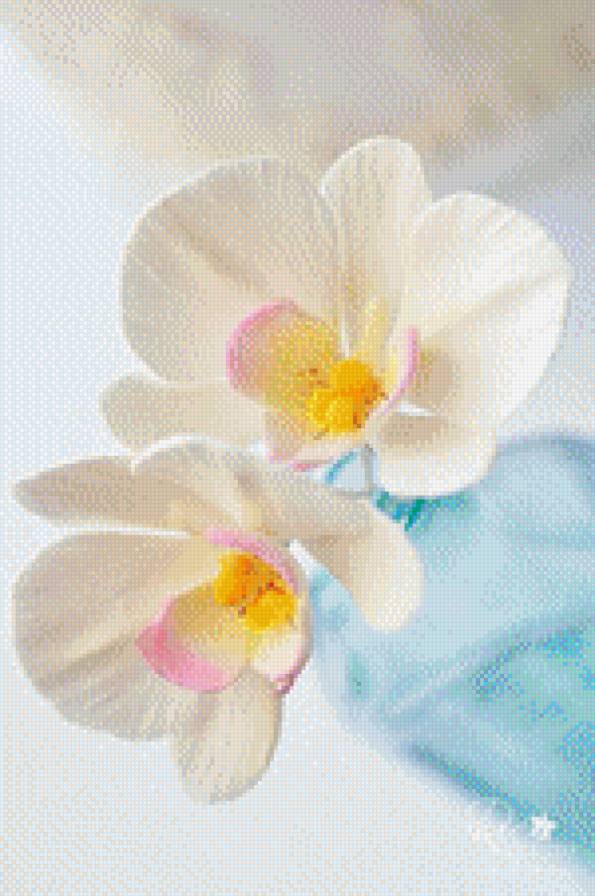 flowers - предпросмотр