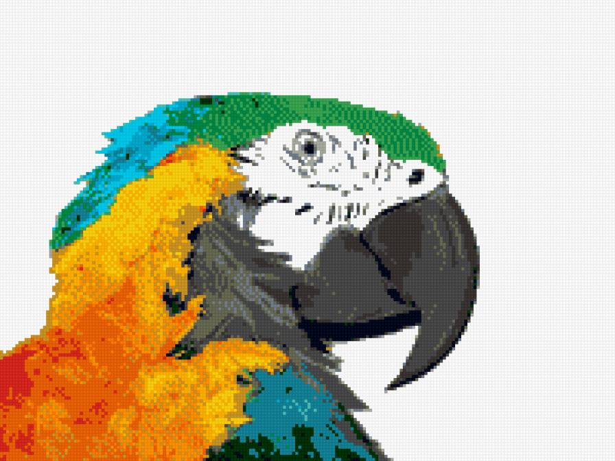 Попугай - предпросмотр