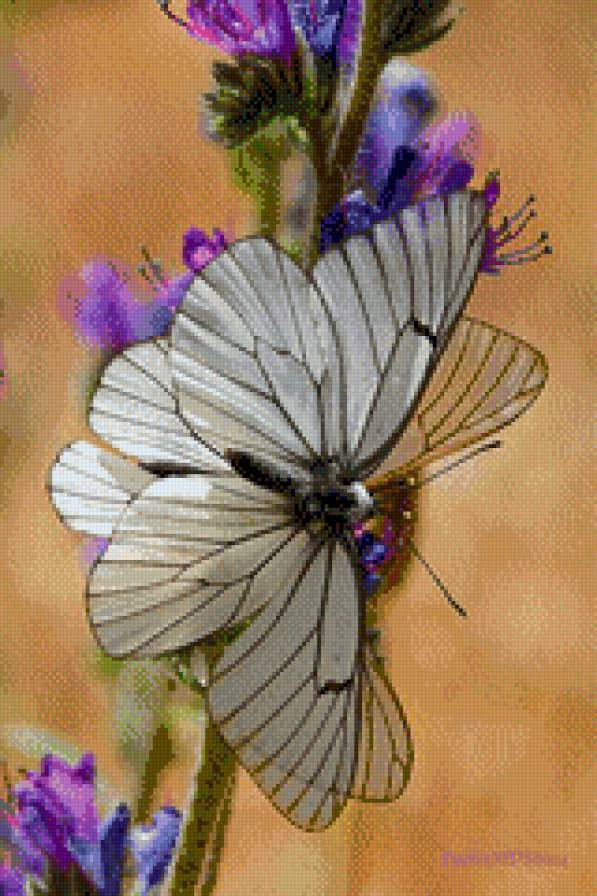 butterfly - предпросмотр
