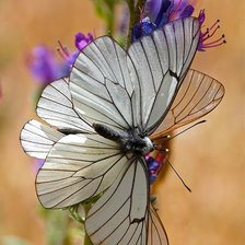 Схема вышивки «butterfly»