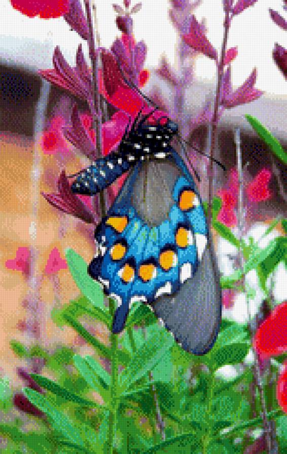 butterfly - предпросмотр