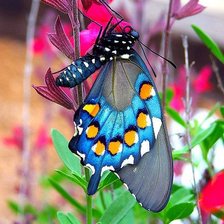 butterfly