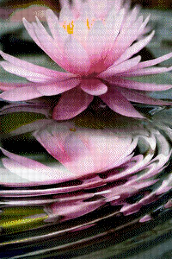 watter lily - предпросмотр