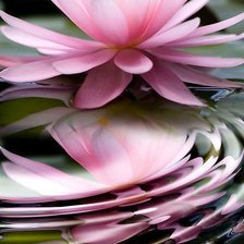 Схема вышивки «watter lily»