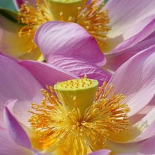 Схема вышивки «flowers»