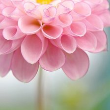 Схема вышивки «flowers»