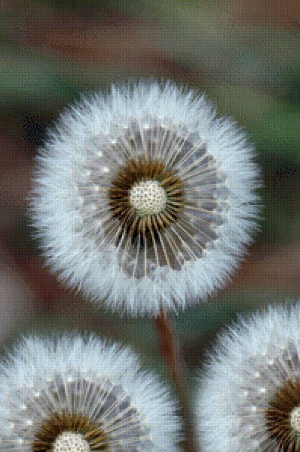 flowers - предпросмотр