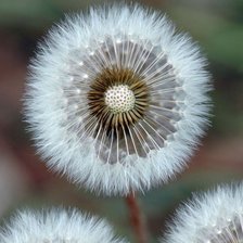 Схема вышивки «flowers»