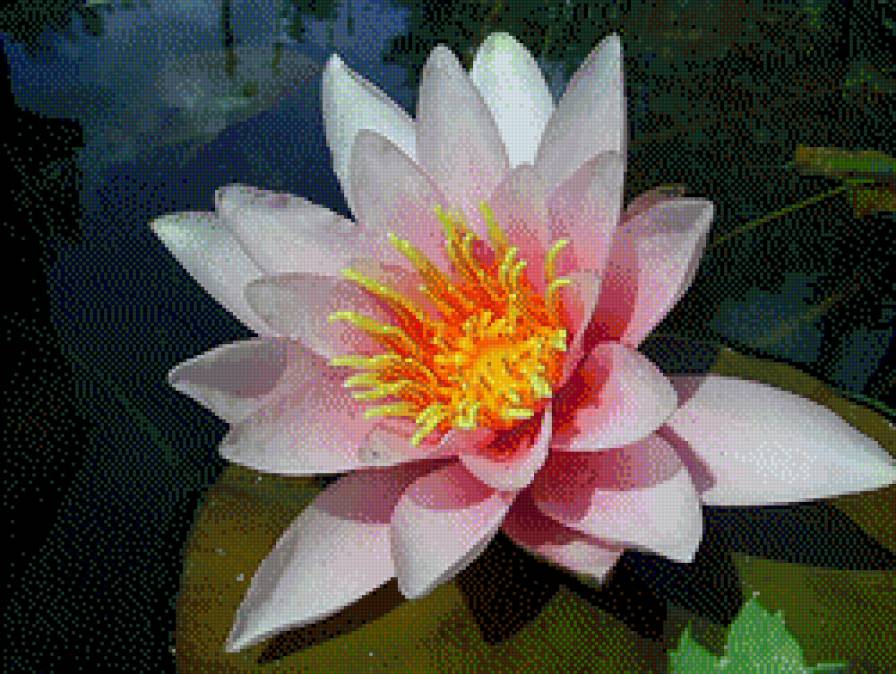 flowers - предпросмотр