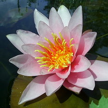 Схема вышивки «flowers»