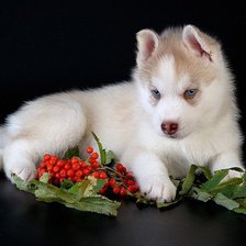 Схема вышивки «щенок хаски»