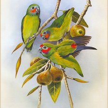 Схема вышивки «№787292»