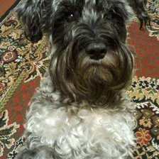 Схема вышивки «Мади»