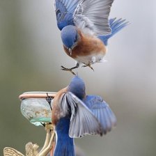 Схема вышивки «birds»