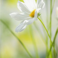 Схема вышивки «flowers»