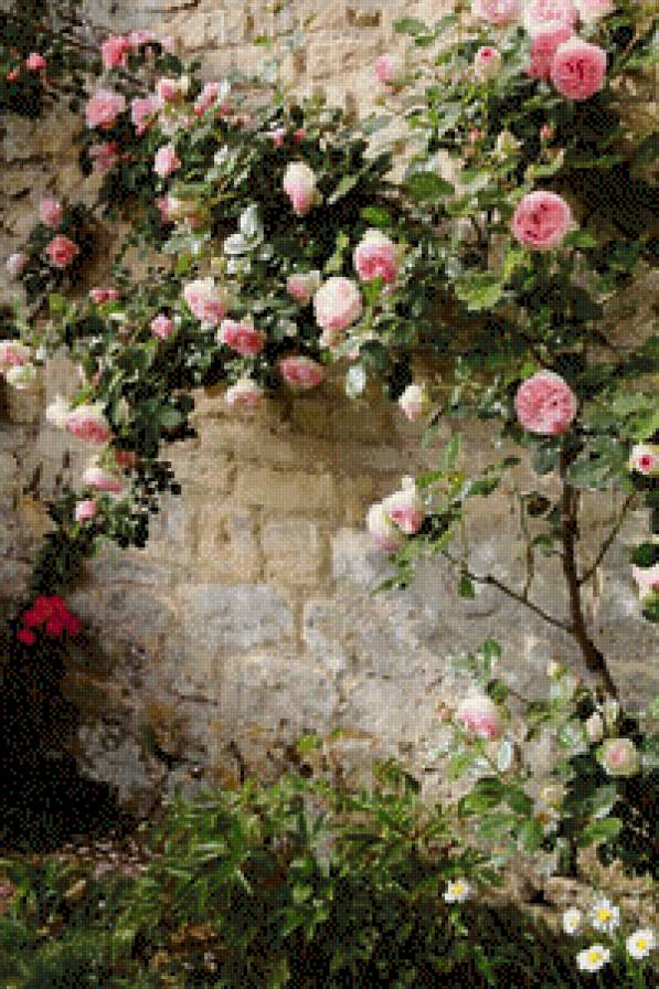 roses - предпросмотр