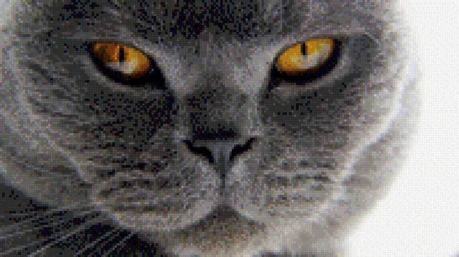 Котяра - кот - предпросмотр