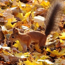 Схема вышивки «Белка»