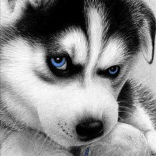 Схема вышивки «Хасенок»