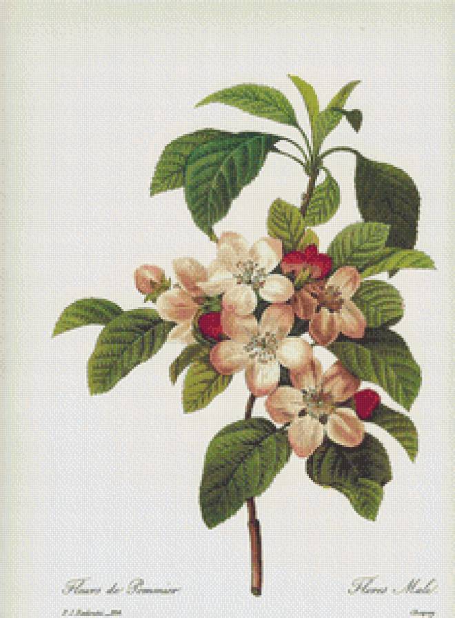 цвет яблони - яблоня, ветка, цветы - предпросмотр