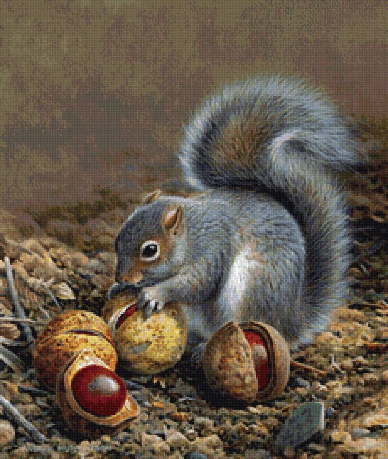 Моя белочка - орехи, белка, животные, грызуны - предпросмотр