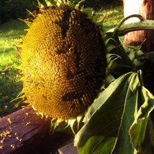 Схема вышивки «подсолнухи»