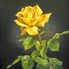 Схема вышивки «Роза»