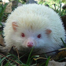 Схема вышивки «Белый ежик»