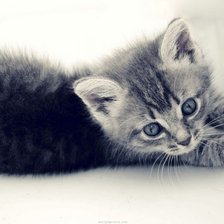 Схема вышивки «кот 4»