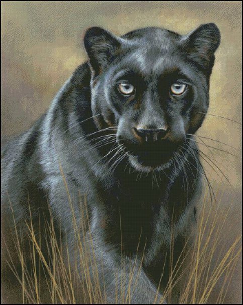 пантера - дикие животные, пантера - оригинал