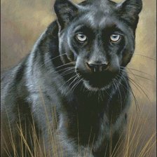 Схема вышивки «пантера»