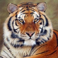 Схема вышивки «тигр»